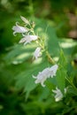 Campanula latifolia alba giant bellflower white plant vertcial