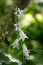 Campanula latifolia alba giant bellflower white plant vertcial