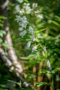 Campanula latifolia alba giant bellflower white plant vertcial