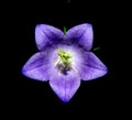 Campanula latifolia Royalty Free Stock Photo
