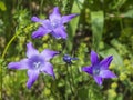 Campanula latifolia BreitblÃÂ¤ttrige Glockenblume violett Royalty Free Stock Photo