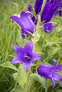 Campanula latifolia, the giant bellflower blooming in the meadow on a sunny summer day