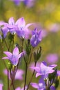 Campanula latifolia in the meadow