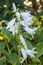 Campanula latifolia var macrantha `Alba`