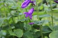 Campanula Latifolia