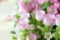 Campanula medium, common name canterbury bells