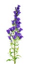 Campanula medium flowers isolated on white background. Blue flowers Canterbury bells or bell flower. Royalty Free Stock Photo