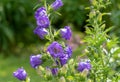 Campanula medium is a herbaceous biennial plant