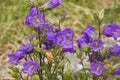 Campanula medium purple flower