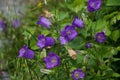 Campanula medium purple flower