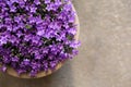 Campanula muralis flowers or violet bellflowers growing in a flowerpot, top view. Royalty Free Stock Photo