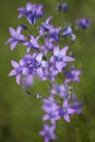 Campanula patula