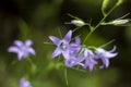 a campanula patula