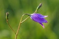 Campanula patula Royalty Free Stock Photo