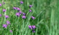 Campanula patula wild flowering plant, purple bellflowers flowers on background of green grass. Selective focus Royalty Free Stock Photo