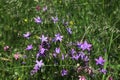 Campanula patula Royalty Free Stock Photo