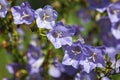 Campanula persicifolia - narrow leaved bellflower, closeup Royalty Free Stock Photo