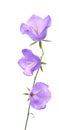 Campanula persicifolia Royalty Free Stock Photo