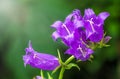 Campanula persicifolia, the peach-leaved bellflower