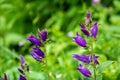 Campanula persicifolia, the peach-leaved bellflower