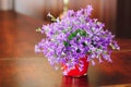 Campanula plant in pot