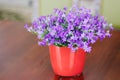 Campanula plant in pot