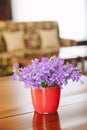 Campanula plant in pot