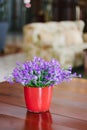 Campanula plant in pot