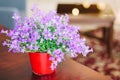 Campanula plant in pot