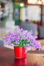 Campanula plant in pot