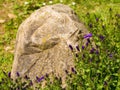 Campanula Plant Starting to Flower