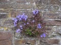 Campanula portenschlagiana aka Dalmatian bellflower, escaped from garden, growing wild in stone wall. Royalty Free Stock Photo