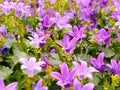 Campanula portenschlagiana, background. Close up of purple flowers of the wall or Dalmatian or Adria bellflower