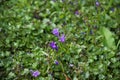 Campanula Portenschlagiana Catharina in a green background Royalty Free Stock Photo