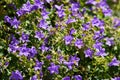 Campanula portenschlagiana Dalmatian bellflower