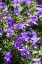 Campanula portenschlagiana Dalmatian bellflower