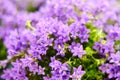 Campanula portenschlagiana, the wall bellflower, is a species of flowering plant in the family Campanulaceae, native to the