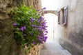 Campanula Portenschlagiana Wall Bellflowers in Cucugnan Village in CorbiÃÂ¨res Region France