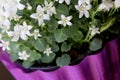 Campanula portenschlagiana 'White Get Mee', Dalmatian Bellflowers