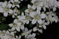 Campanula portenschlagiana 'White Get Mee', Dalmatian Bellflowers