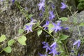Campanula poscharskyana with blue flowers
