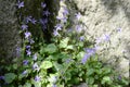 Campanula poscharskyana with blue flowers