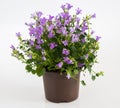 campanula in pot on a light background