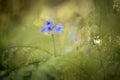 Campanula rapunculus against blurred backgound Royalty Free Stock Photo
