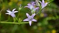 Campanula rapunculus, common name rampion bellflower