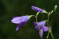 Campanula rotundifolia