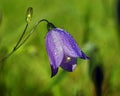 Campanula rotundifolia, Blue flower harebell