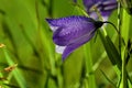 Campanula rotundifolia, Blue flower harebell