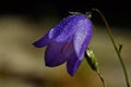 Campanula rotundifolia, Blue flower harebell