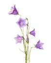 Campanula rotundifolia